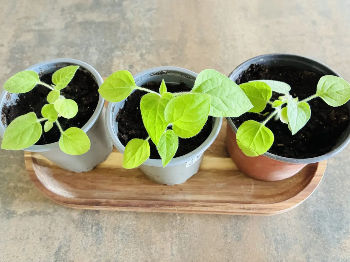 Physalis seedling stage / Photo: Pestrazahrada.cz