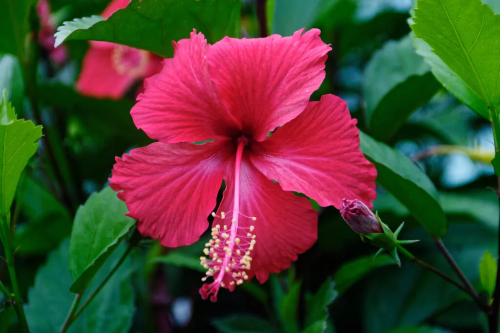 Hibiscus / Photo : Depositphotos