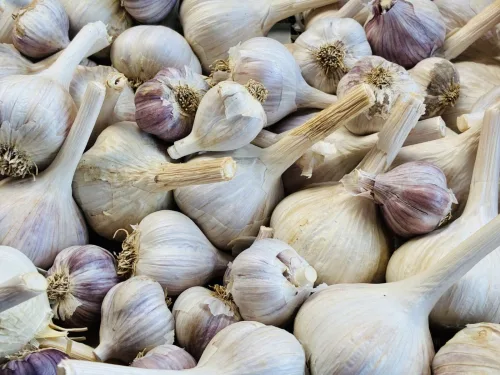 Big Garlic Bulbs Depend on Autumn Planting