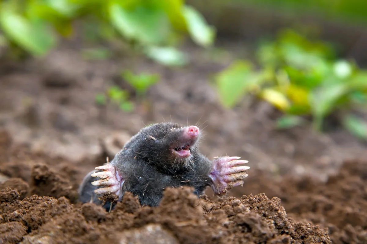 Can You Really Drive a Mole Out of the Garden