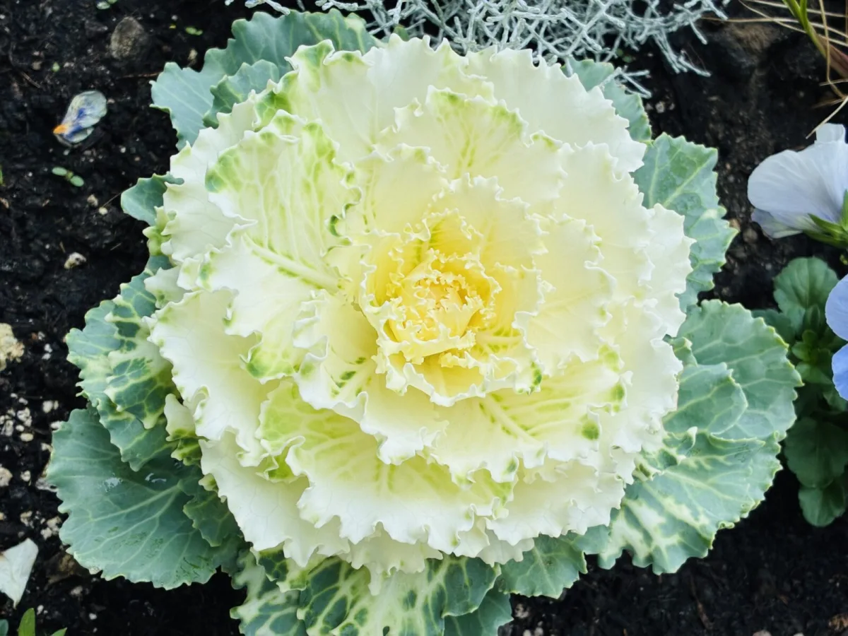 Ornamental kale / Photo: Pestrazahrada.cz