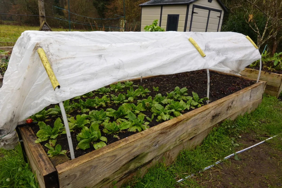 Protecting plants from frost / Photo: Depositphotos