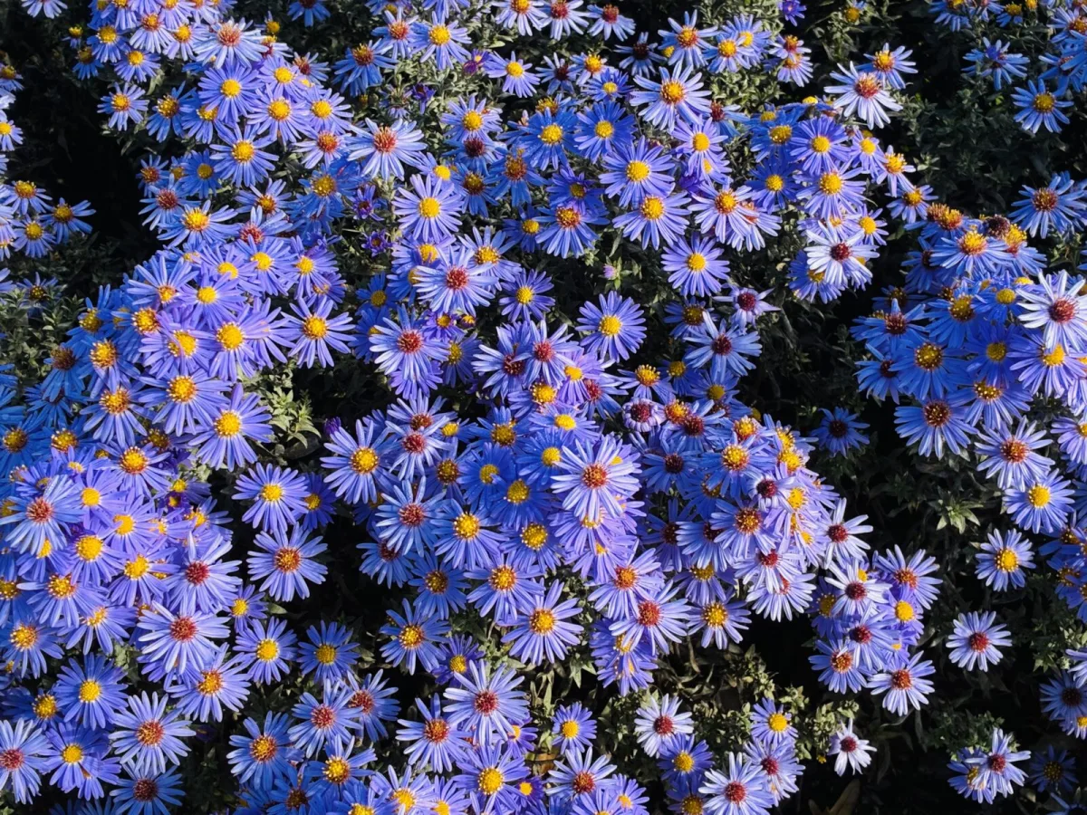Asters / Photo: Pestrazahrada.cz