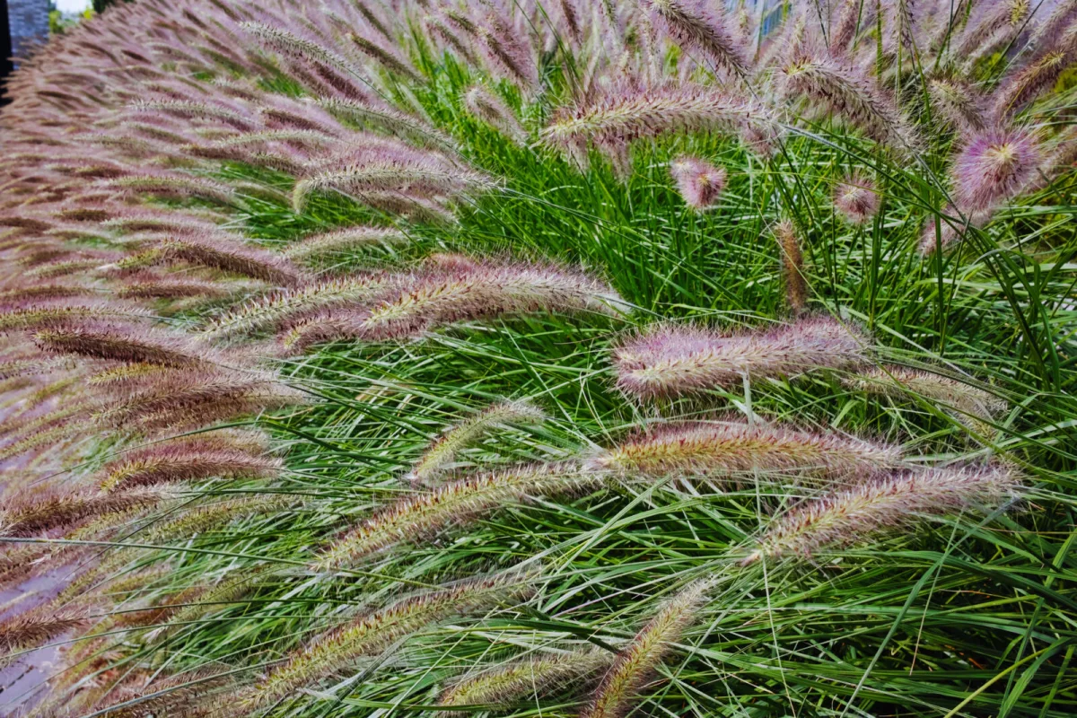 Fountain grass / Photo: Depositphotos