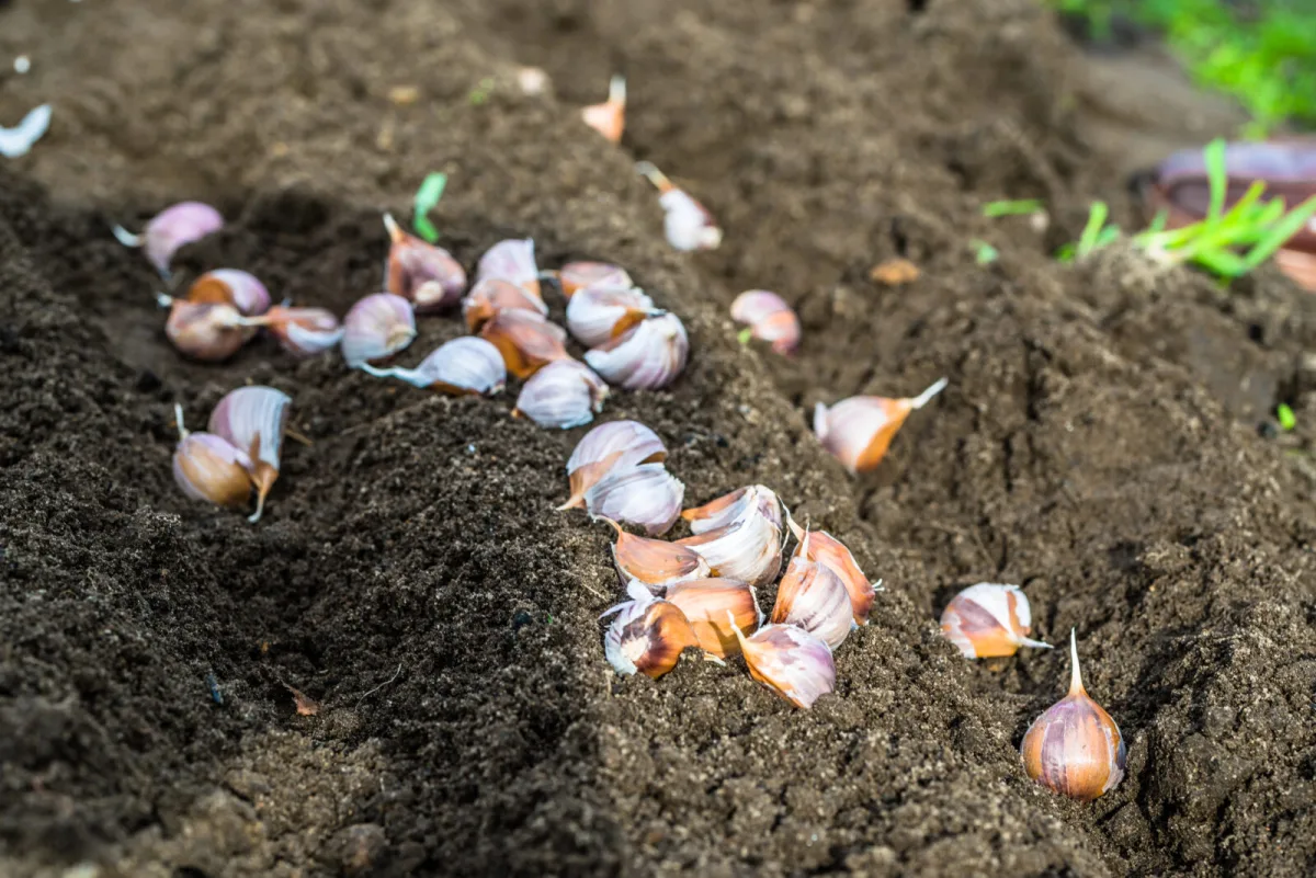 Knoblauch nicht in frisch umgegrabene Erde setzen so übersteht er den Winter