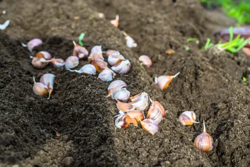 Knoblauch nicht in frisch umgegrabene Erde setzen so übersteht er den Winter