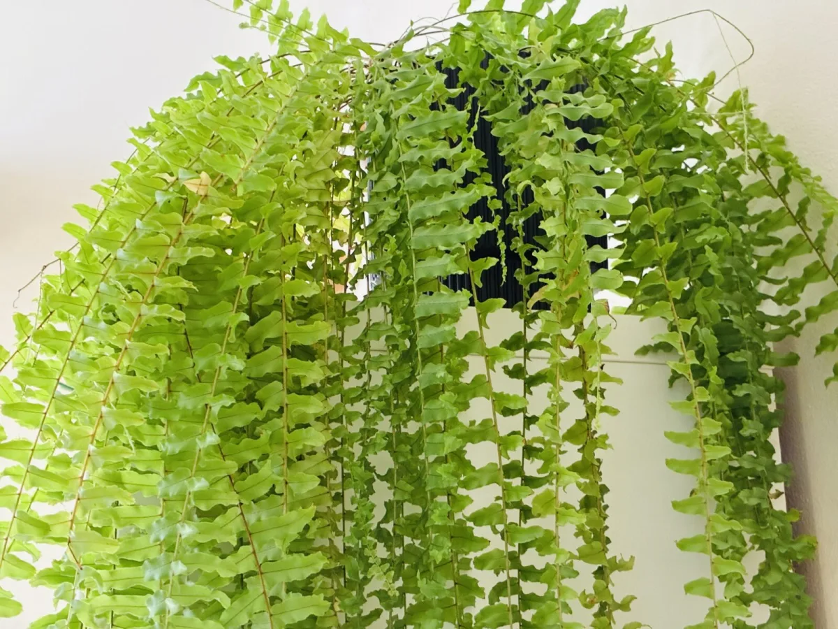 Ferns / Photo: Pestrazahrada.cz