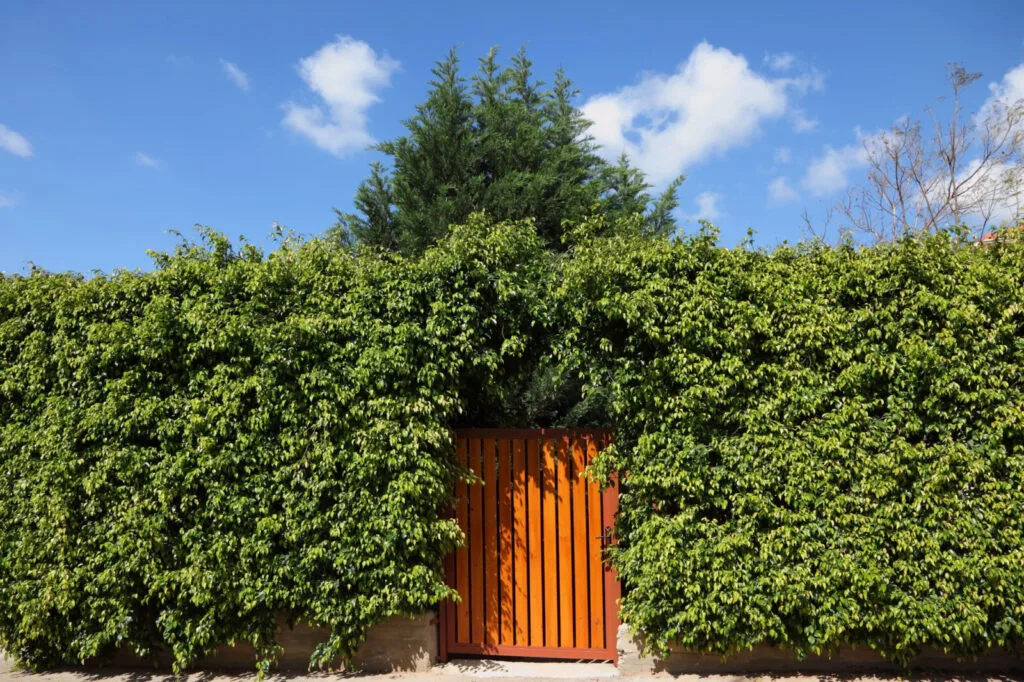 Hedge / Photo: Depositphotos