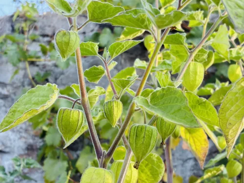 Homegrown Physalis Tastes Better Than Store Bought But Green Fruit Can Be Toxic