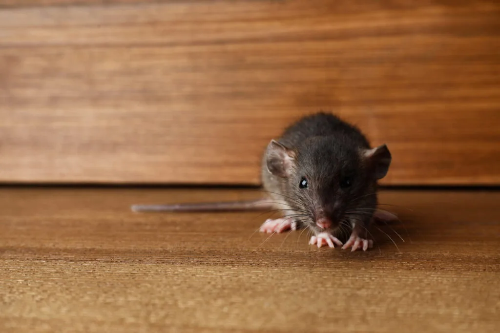 Mice in the house / Depositphotos