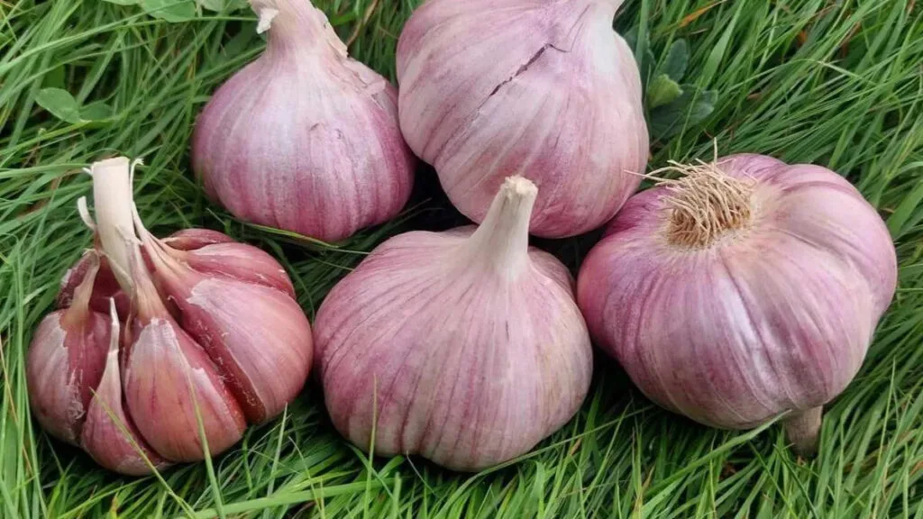 Czech garlic / Photo: Cesnek.cz, Ing. Václav Kozák