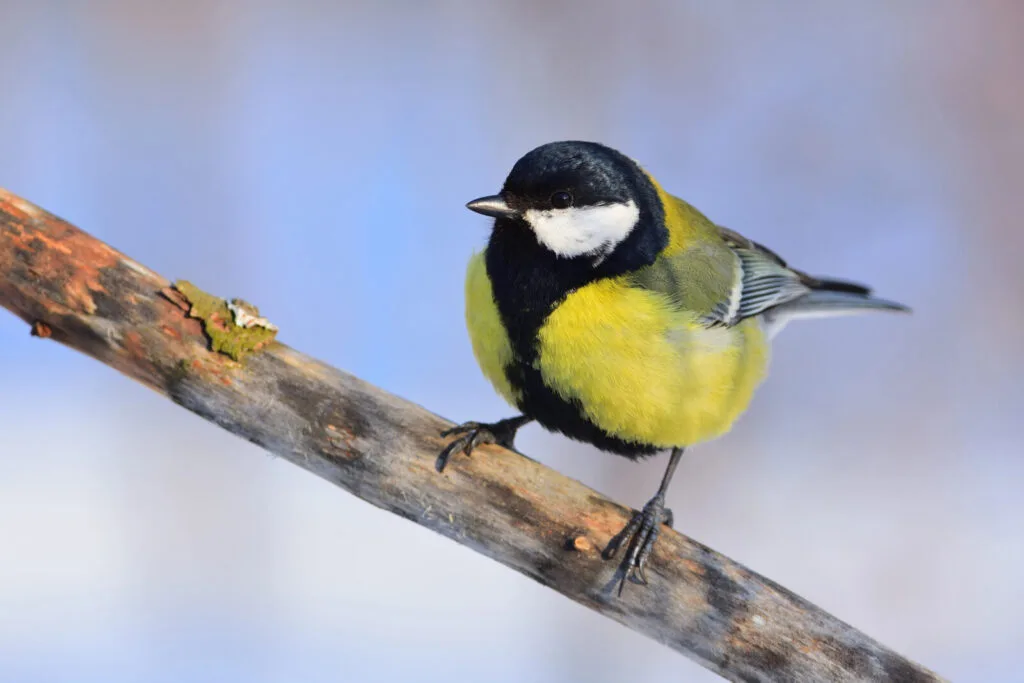 Tit / Depositphotos