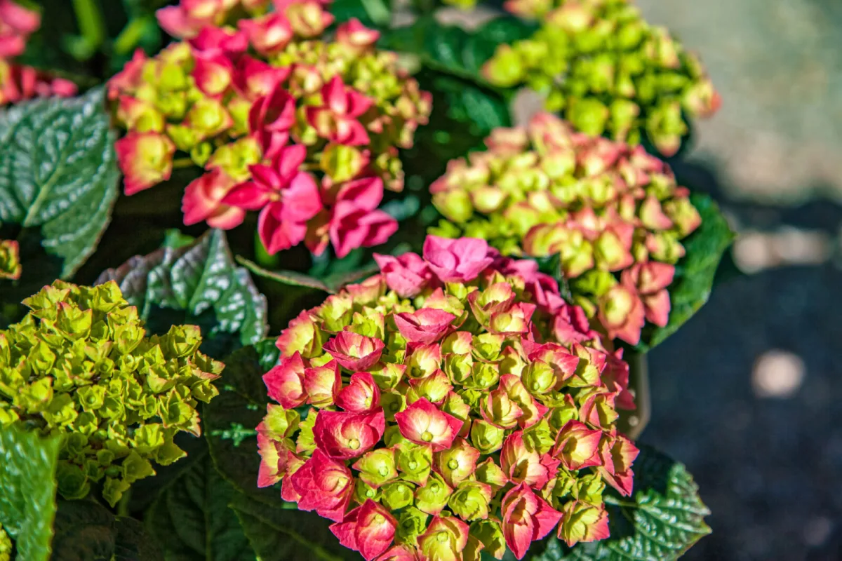 Don’t Prune Hydrangeas in October