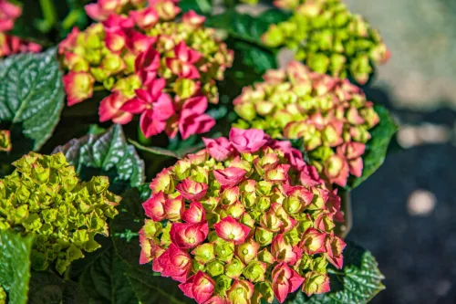 Don’t Prune Hydrangeas in October