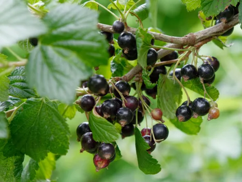 What to do for currant bushes in October so they’re loaded with fruit next year