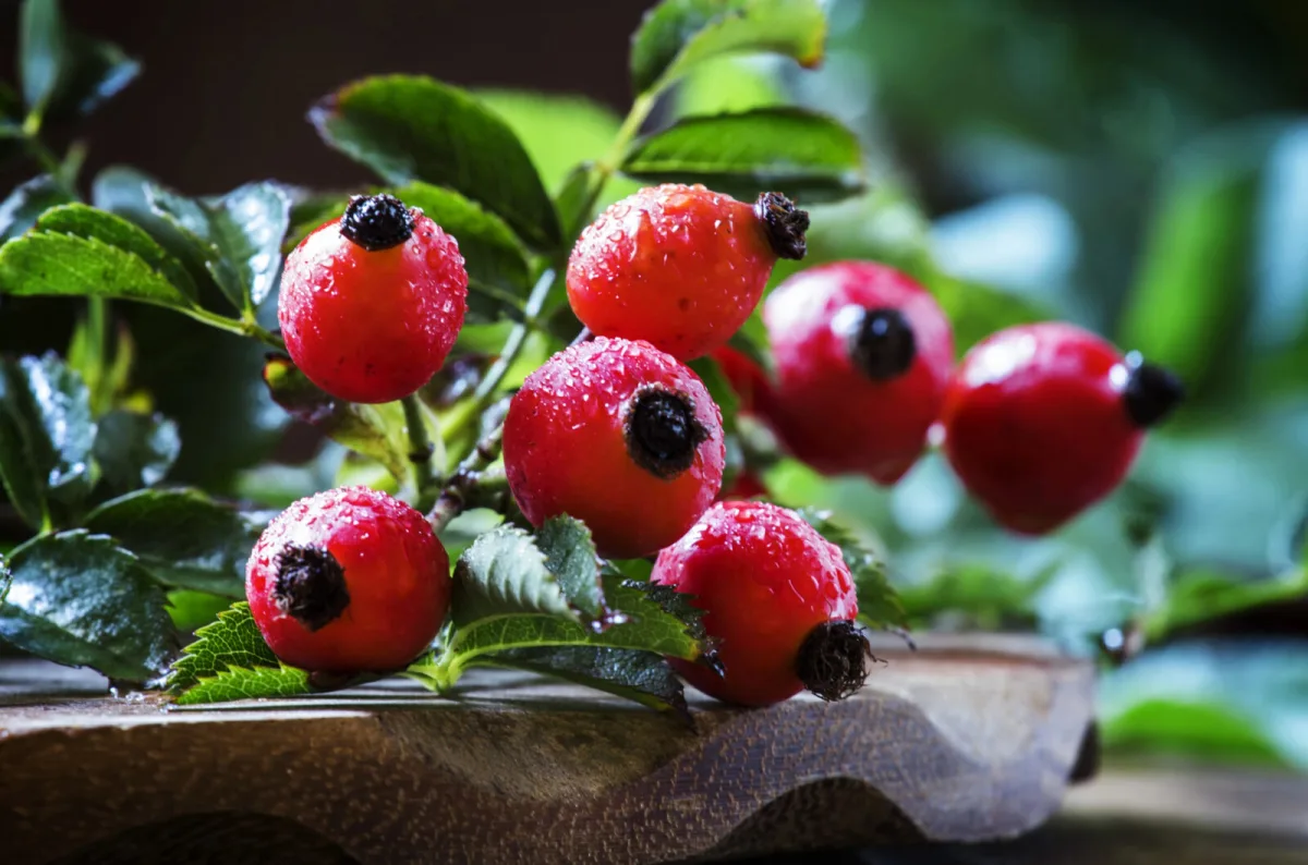 Common Hedgerow Rose Hips Support Joints and Skin as Science Confirms Folk Wisdom