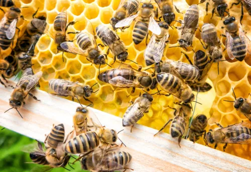 Le pire ennemi des abeilles mesure moins de deux millimètres, un seul traitement ne suffit pas et le sucre ne fait pas tout