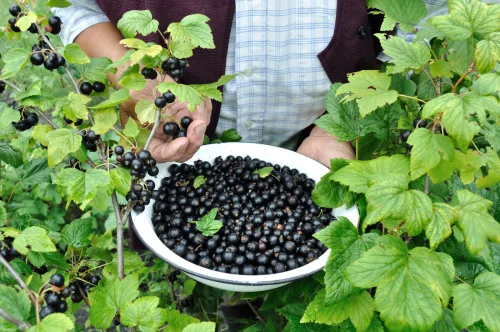 How to Prepare Currants for Winter in Autumn for a Truly Heavy Crop Next Season