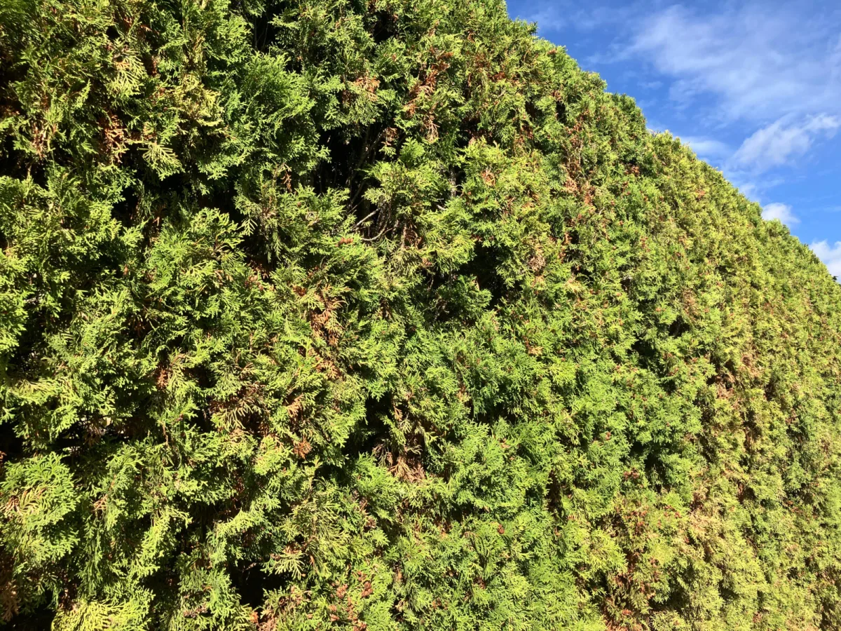 Esqueça as tuias, no outono este arbusto brilhante transforma a vedação num pomar e dá menos trabalho do que os mirtilos