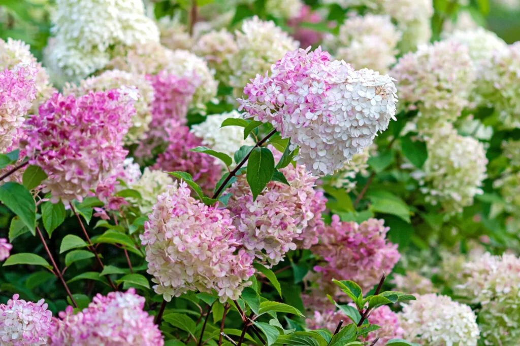 Pallohortensia / Kuva: Depositphotos
