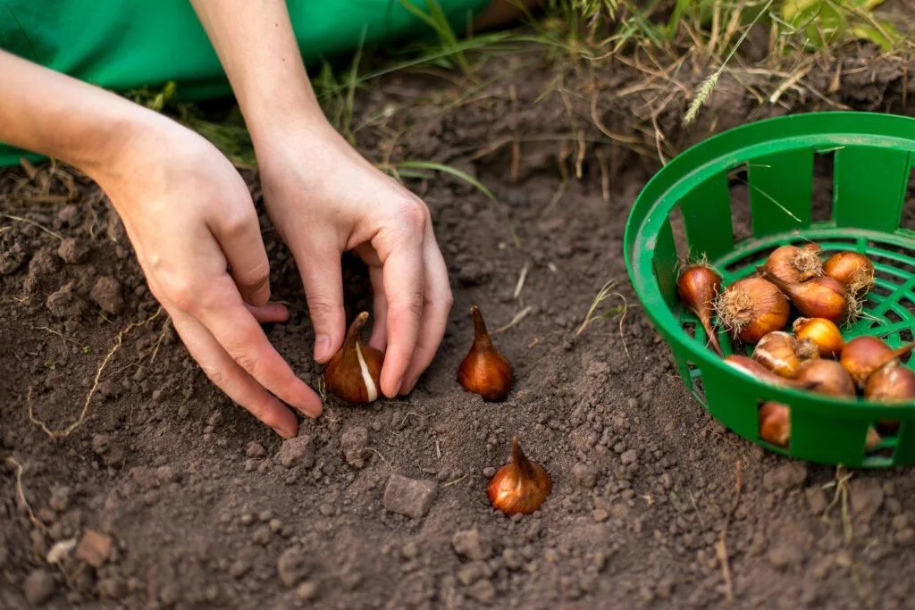 Pourquoi les jardiniers expérimentés plantent l’oignon à l’automne et ajoutent de la cendre au potager