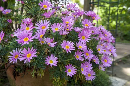 Which Flowers Can Survive Frost Outdoors and Which Must Come Inside