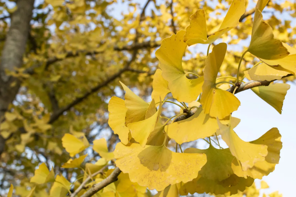 Ginkgo leuchtet im Herbst wie ein Scheinwerfer, fünf weitere Bäume können das auch auf kleinem Grundstück