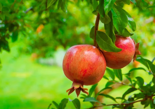 Drought tolerant fruit trees for Czech gardens that handle heat and winter frosts