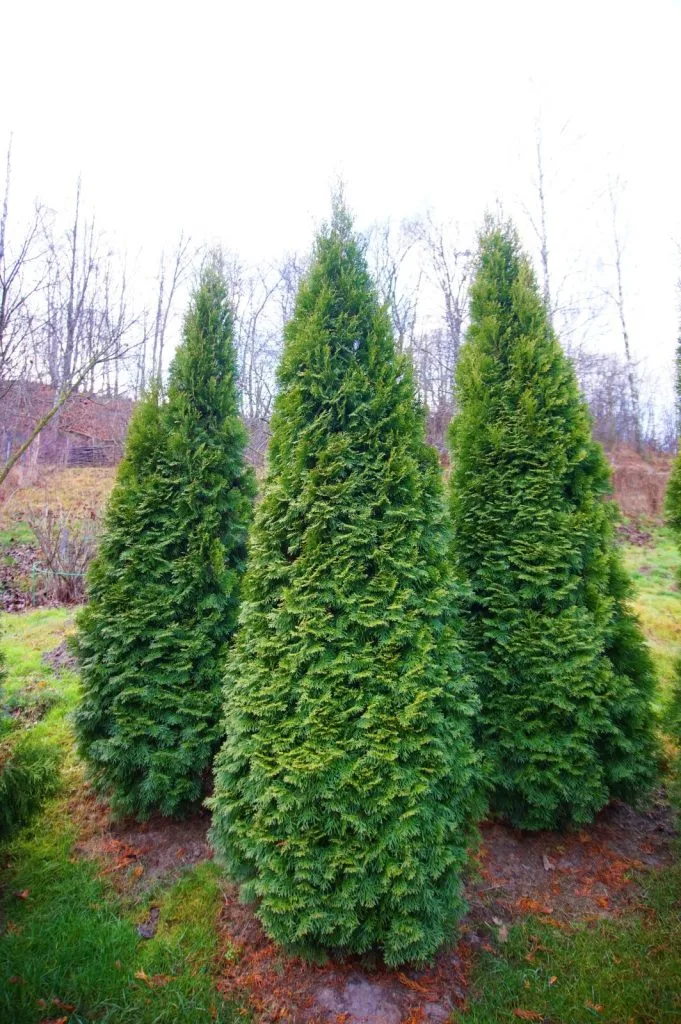 Protect thuja before the first frosts / Depositphotos