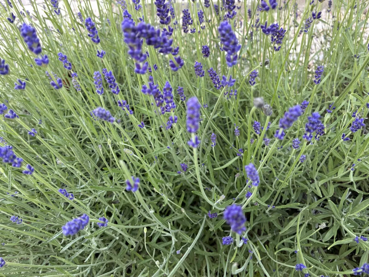 Lavender Blooms Best When You Follow One Rule
