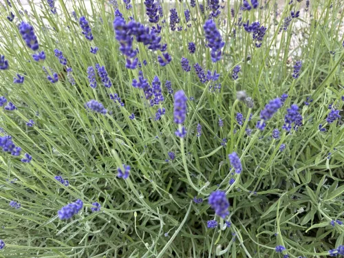 Lavender Blooms Best When You Follow One Rule