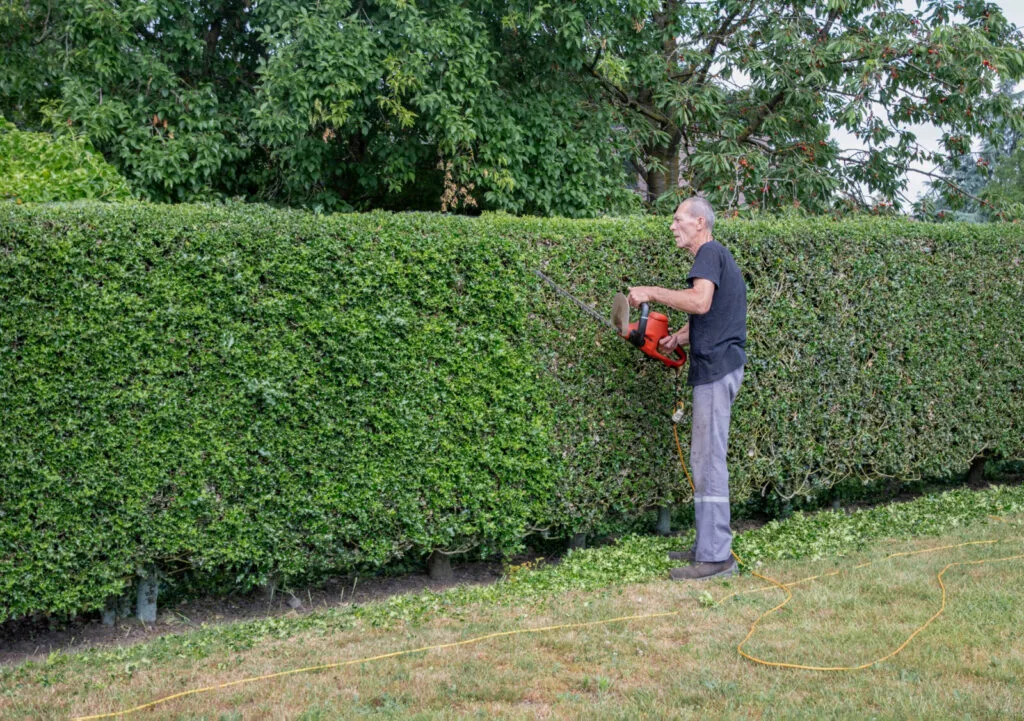 How to care for a hedge / Photo: Depositphotos