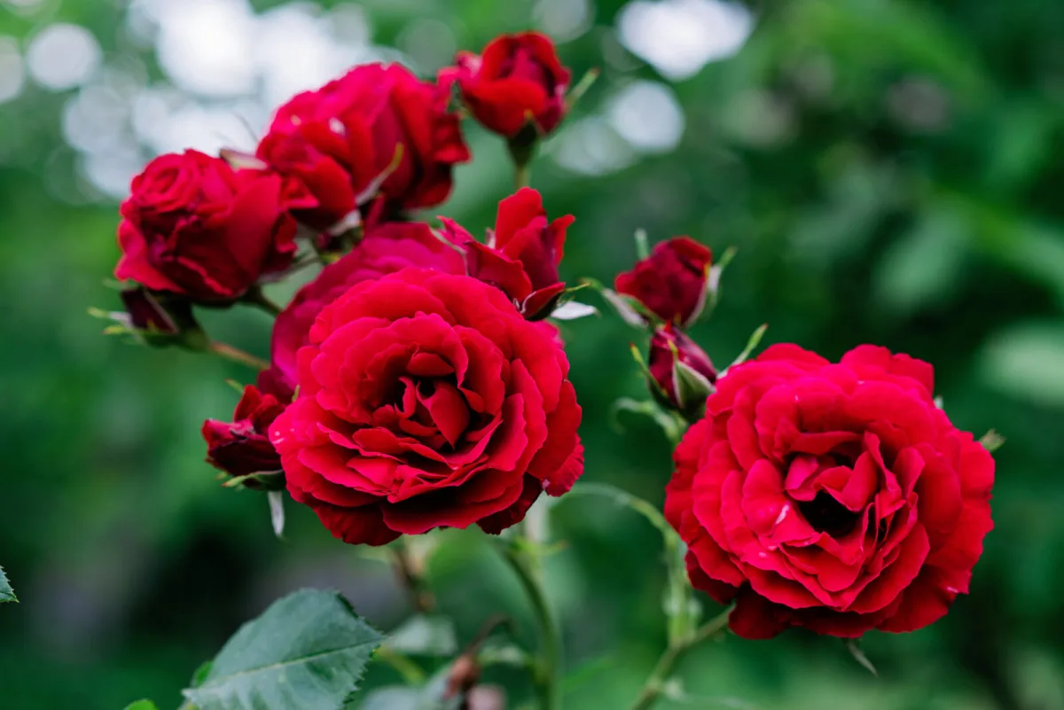 Gardeners strengthen roses before winter with a simple kitchen mix, no chemicals needed