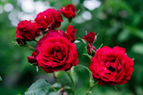 Gardeners strengthen roses before winter with a simple kitchen mix, no chemicals needed