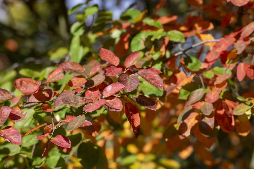 Amelanchier / Foto: Depositphotos