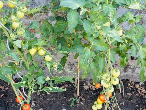 Green tomatoes will ripen without sunshine with a paper bag and one kitchen staple