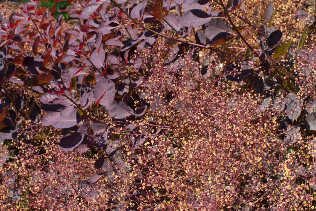 Perückenstrauch / Cotinus coggygria / Depositphotos