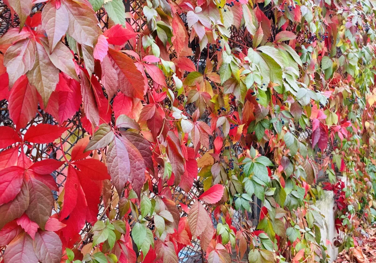 Climbing Virginia creeper / Photo: Pestrazahrada.cz