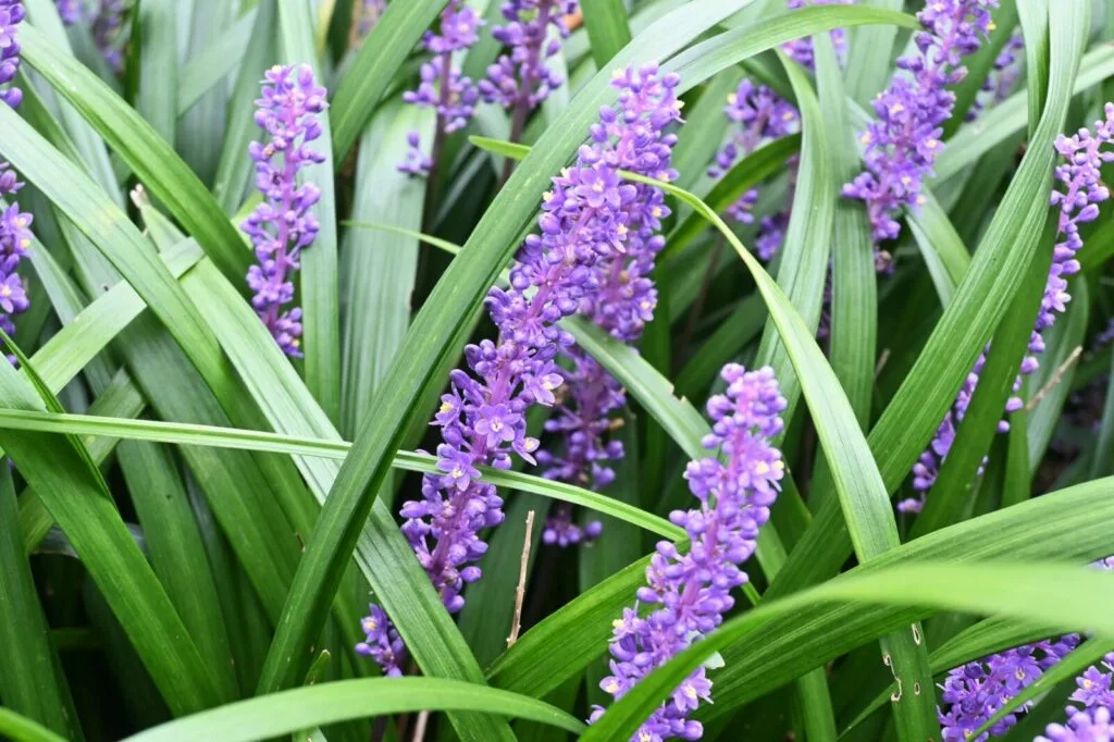 Liriope (lilyturf) / Photo: Depositphotos