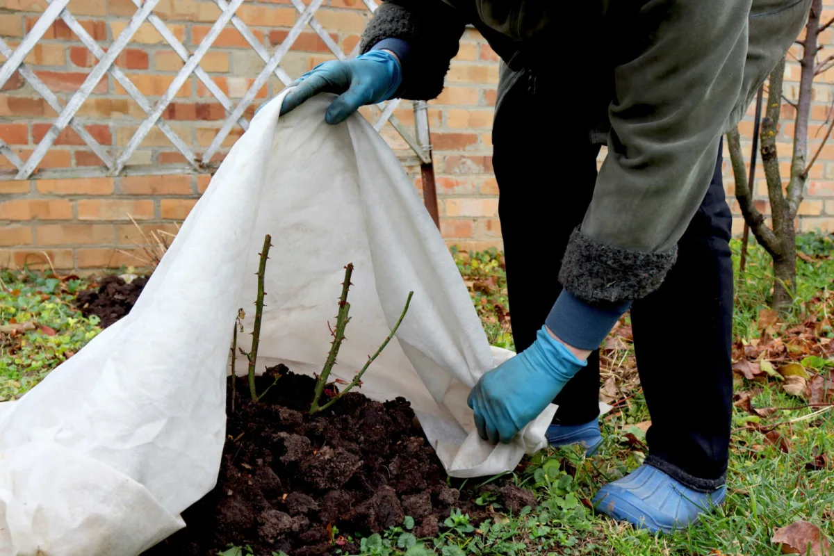 Protecting plants from winter / Depositphotos
