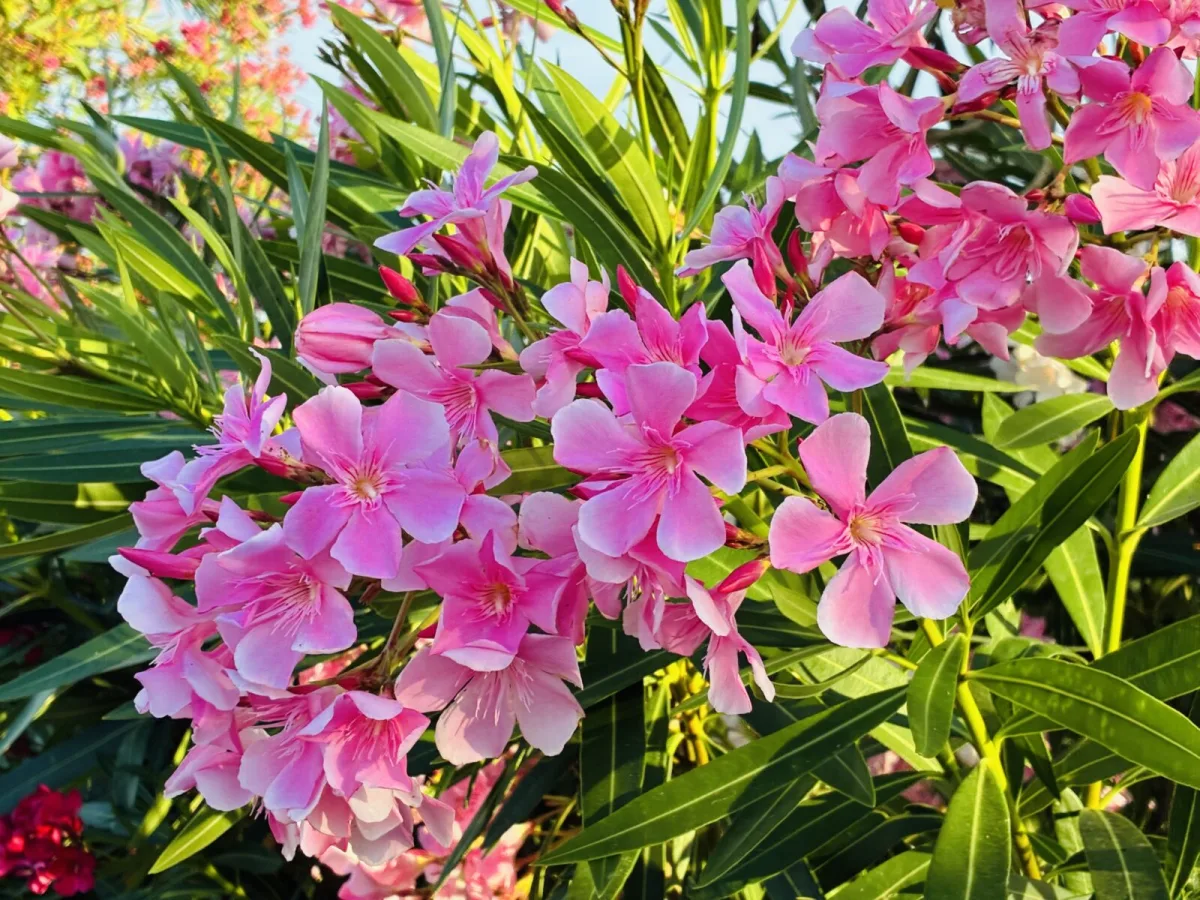 Oleander Still Needs Water in Winter and a Common Mistake Can Cost It Its Roots