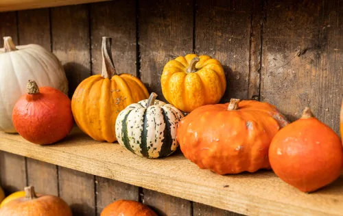 Pumpkins Spoil in Winter Because of a Harvesting Mistake