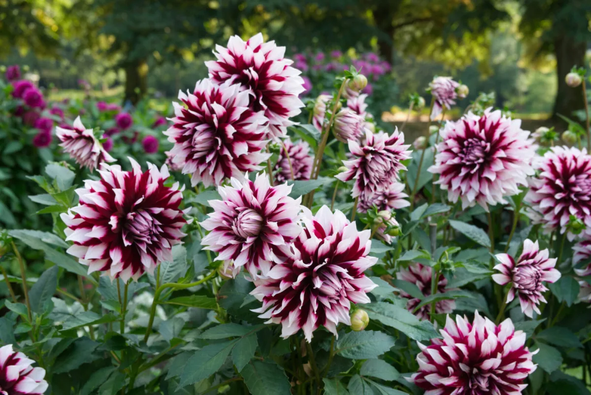 Dahlia (Dahlia) / Photo: Depositphotos