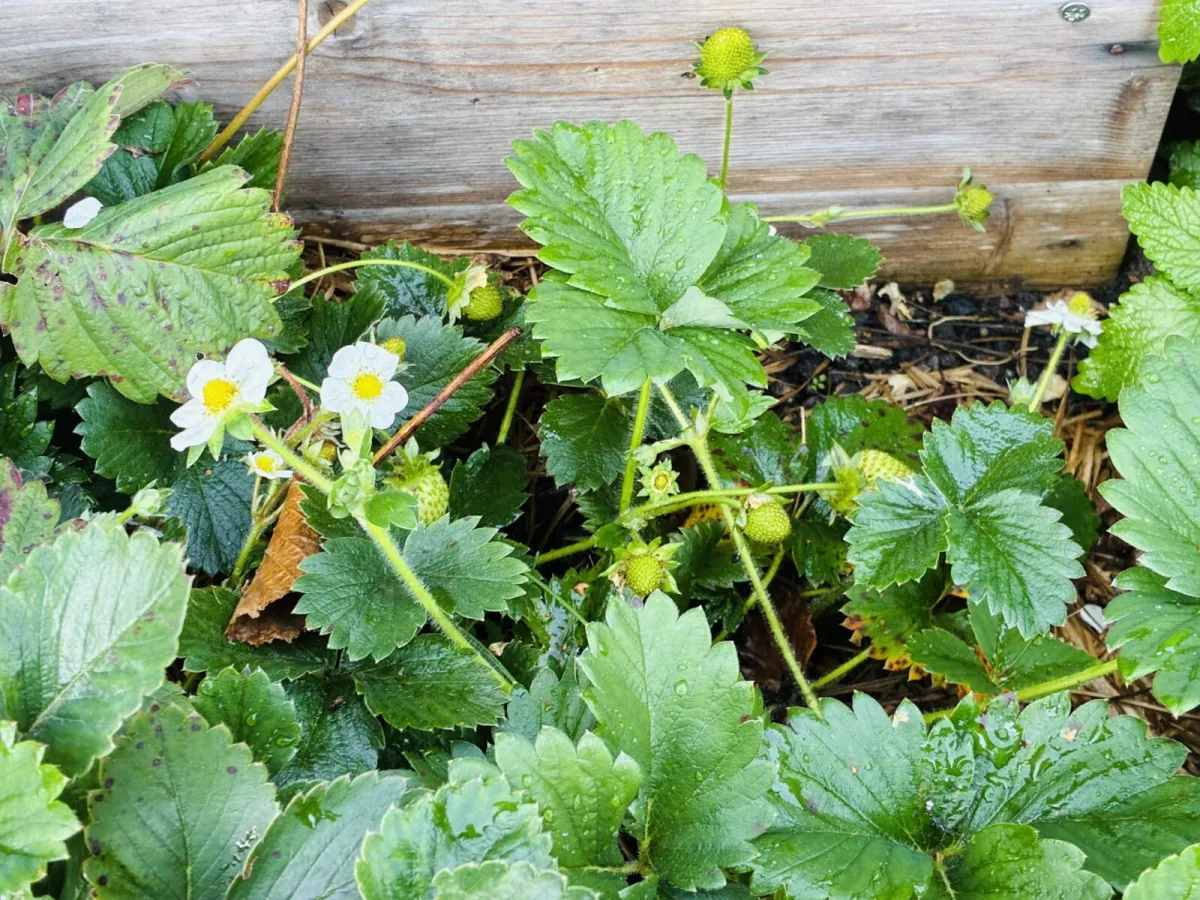 Don’t Cover Strawberry Plants Too Early Experienced Growers Wait for a Signal from the Leaves