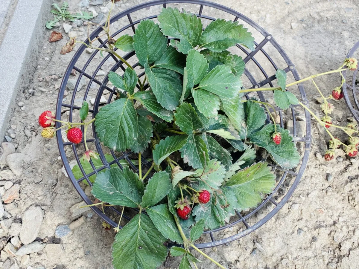 Protective basket under a strawberry plant / Photo: Pestrazahrada.cz