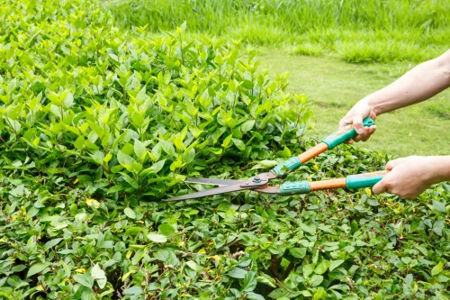 What to Cut Back in Autumn and What to Leave Alone