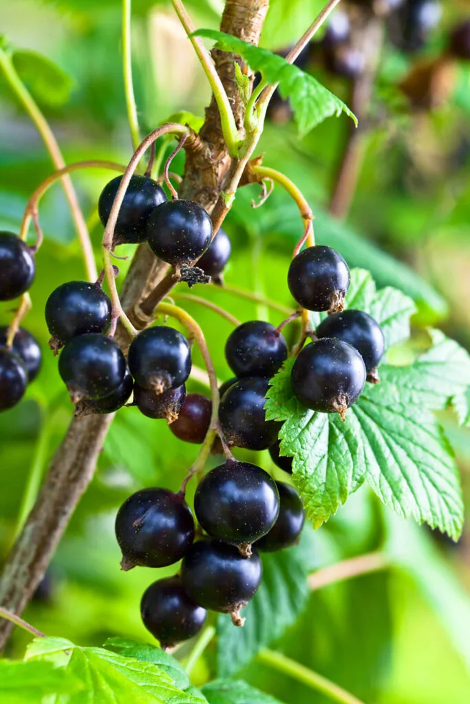 Blackcurrants / Photo: Depositphotos