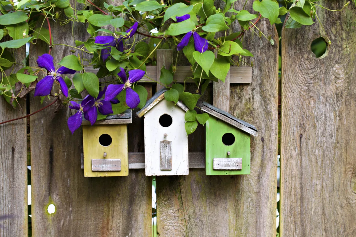 An Empty Nest Box in a Tree Reveals a Mistake Even Experienced DIYers Make