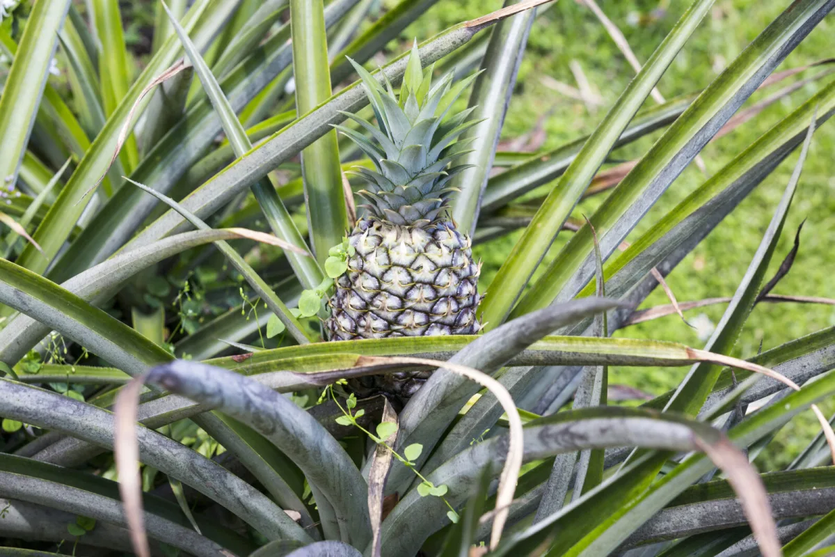 A Pineapple Top Will Root in Two Weeks, but Success Depends on the Step Most People Skip