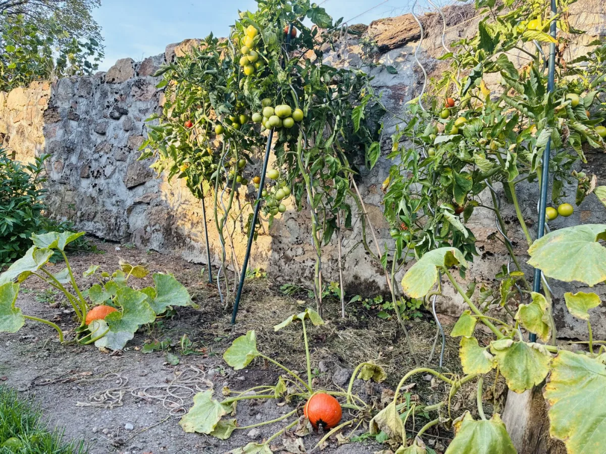Unripe tomatoes / Photo: Pestrazahrada.cz